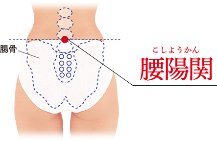 腰陽関(こしようかん)